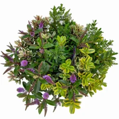 Hebe 'Quattro', Bunt, Topf-Ø 23 Cm, Höhe Ca. 40 Cm -Garten Saat Verkäufe 0690190020 Hebe Addenda T23 Quattro 9 114129