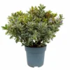 Hebe Buntlaubig, Topf-Ø 23 Cm -Garten Saat Verkäufe 0690190031 Hebe Addenda T23 buntlaubig 3 114130