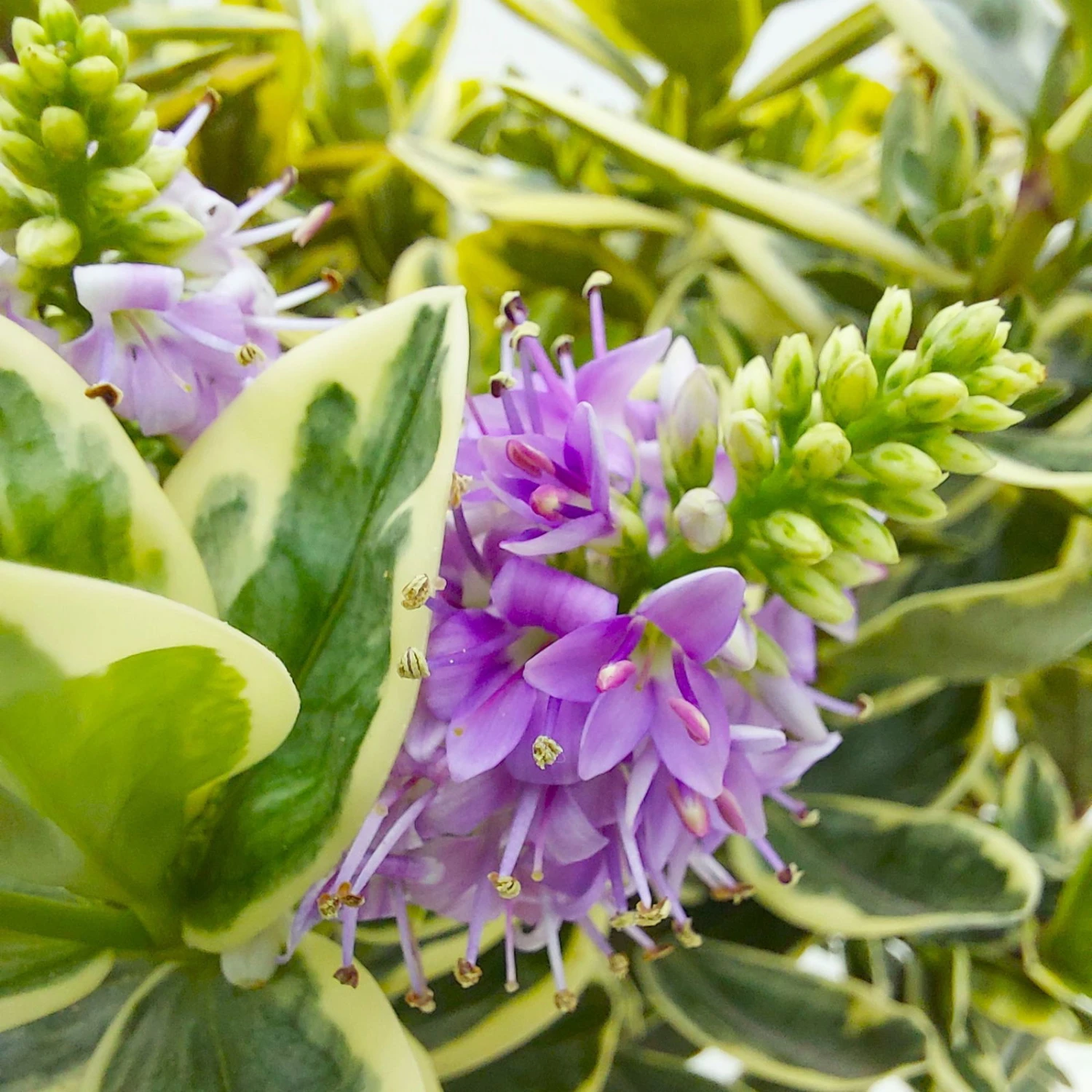 Hebe Buntlaubig, Topf-Ø 23 Cm 6 Hebe Buntlaubig, Topf-Ø 23 Cm – Bild 4