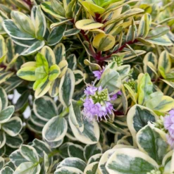 Hebe Buntlaubig, Topf-Ø 23 Cm 11 Hebe Buntlaubig, Topf-Ø 23 Cm -Garten Saat Verkäufe 0690190031 Hebe Addenda T23 buntlaubig 7 114002