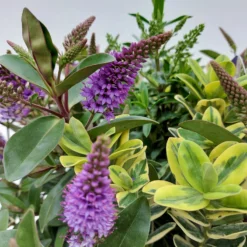 Hebe 'Quattro', Bunt, Topf-Ø 23 Cm, Höhe Ca. 40 Cm -Garten Saat Verkäufe 0690190068 Koelle Hebe T23 Donna Quattro H40 WS 1 94724