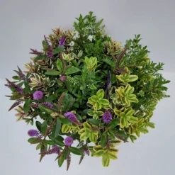 Hebe 'Quattro', Bunt, Topf-Ø 23 Cm, Höhe Ca. 40 Cm -Garten Saat Verkäufe 0690190068 Koelle Hebe T23 Donna Quattro H40 WS 2 94726