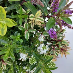 Hebe 'Quattro', Bunt, Topf-Ø 23 Cm, Höhe Ca. 40 Cm -Garten Saat Verkäufe 0690190068 Koelle Hebe T23 Donna Quattro H40 WS 3 94725