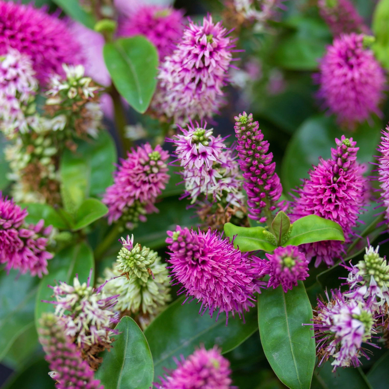 Hebe Rosa/pink, Topf-Ø 12 Cm, 3er-Set 3 Hebe Rosa/pink, Topf-Ø 12 Cm, 3er-Set