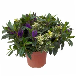 Hebe 'Duo Twin' Bunt, Topf-Ø 23 Cm