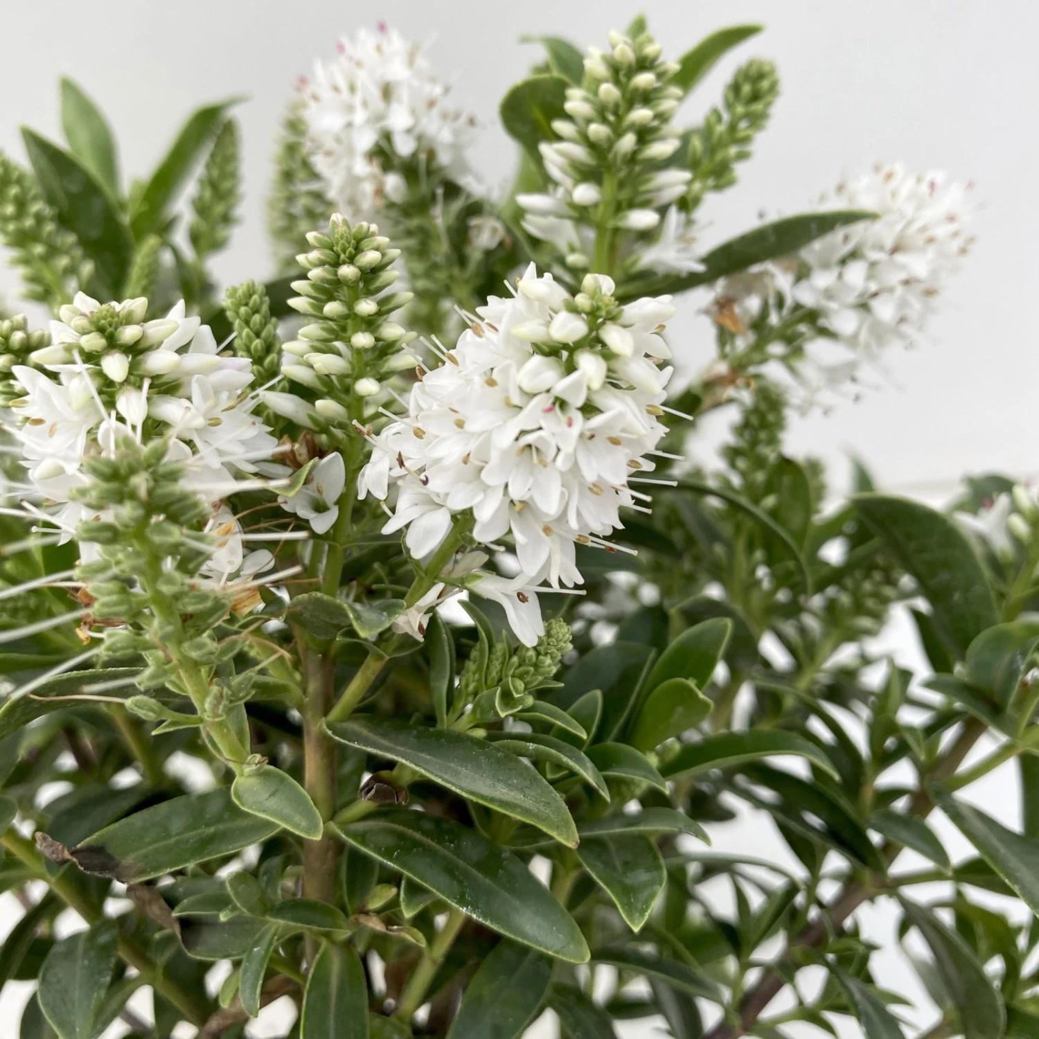 Hebe 'All Blooms®' Weiß, Topf-Ø 10,5 Cm, 6er-Set 5 Hebe 'All Blooms®' Weiß, Topf-Ø 10,5 Cm, 6er-Set – Bild 3