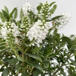 Hebe 'All Blooms®', Farbe Zufällig, Topf-Ø 17 Cm 19 Hebe 'All Blooms®', Farbe Zufällig, Topf-Ø 17 Cm -Garten Saat Verkäufe 0690190098 Koelle Hebe All Blooms T12 weiss 6er Set 4 112400