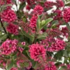 Hebe 'All Blooms®' Rot, Topf-Ø 10,5cm, 6er-Set 2 Hebe 'All Blooms®' Rot, Topf-Ø 10,5cm, 6er-Set -Garten Saat Verkäufe 0690190101 Koelle Hebe All Blooms T17 rot 3 112383 1