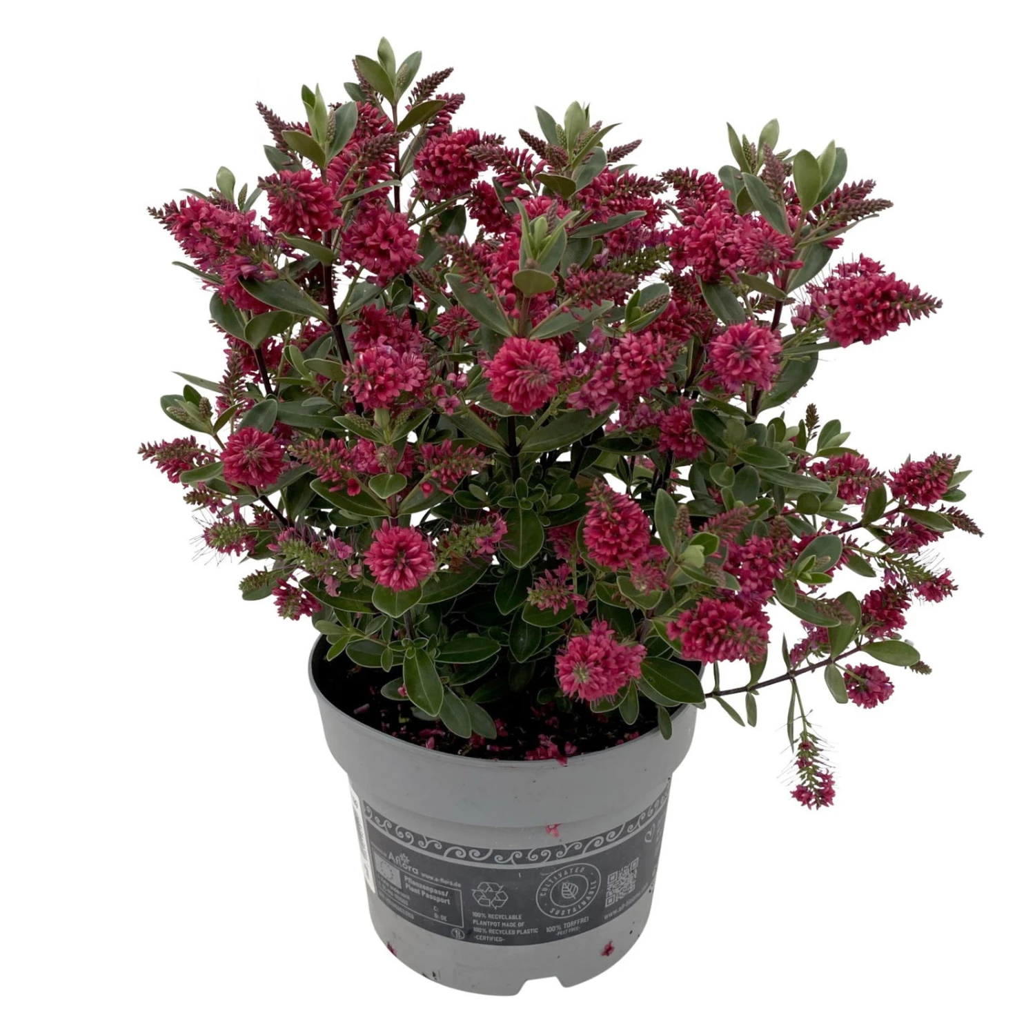 Hebe 'All Blooms®', Farbe Zufällig, Topf-Ø 17 Cm 8 Hebe 'All Blooms®', Farbe Zufällig, Topf-Ø 17 Cm – Bild 6