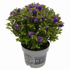 Hebe 'All Blooms®' Blau, Topf-Ø 17 Cm -Garten Saat Verkäufe 0690190103 Hebe All Blooms T17 blau 3 114192