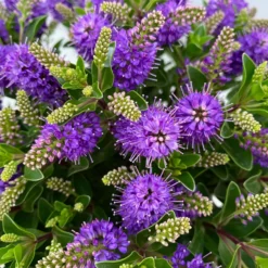 Hebe 'All Blooms®' Blau, Topf-Ø 17 Cm -Garten Saat Verkäufe 0690190103 Hebe All Blooms T17 blau 5 114153