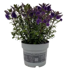 Hebe 'All Blooms®' Blau, Topf-Ø 17 Cm -Garten Saat Verkäufe 0690190103 Koelle Hebe All Blooms T17 blau 1 112511