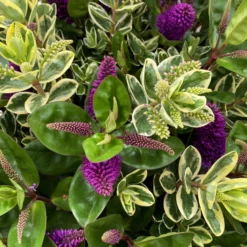 Hebe 'Duo Twin' Bunt, Topf-Ø 23 Cm -Garten Saat Verkäufe 0690190117 Koelle Hebe Duo Twin T23 zweifarbig WS 2 95912