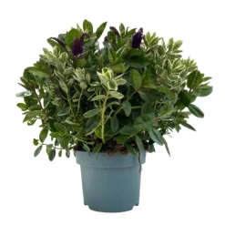 Hebe 'Duo Twin' Bunt, Topf-Ø 23 Cm -Garten Saat Verkäufe 0690190117 Koelle Hebe Duo Twin T23 zweifarbig WS 3 95916