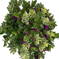 Hebe 'Duo Twin' Bunt, Topf-Ø 23 Cm -Garten Saat Verkäufe 0690190117 Koelle Hebe Duo Twin T23 zweifarbig WS 5 95914