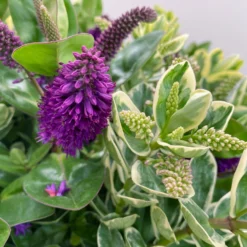 Hebe 'Duo Twin' Bunt, Topf-Ø 23 Cm -Garten Saat Verkäufe 0690190117 Koelle Hebe Duo Twin T23 zweifarbig WS 6 95910