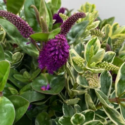 Hebe 'Duo Twin' Bunt, Topf-Ø 23 Cm -Garten Saat Verkäufe 0690190117 Koelle Hebe Duo Twin T23 zweifarbig WS 7 95911