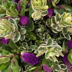 Hebe 'Duo Twin' Bunt, Topf-Ø 23 Cm -Garten Saat Verkäufe 0690190117 Koelle Hebe Duo Twin T23 zweifarbig WS 8 95913