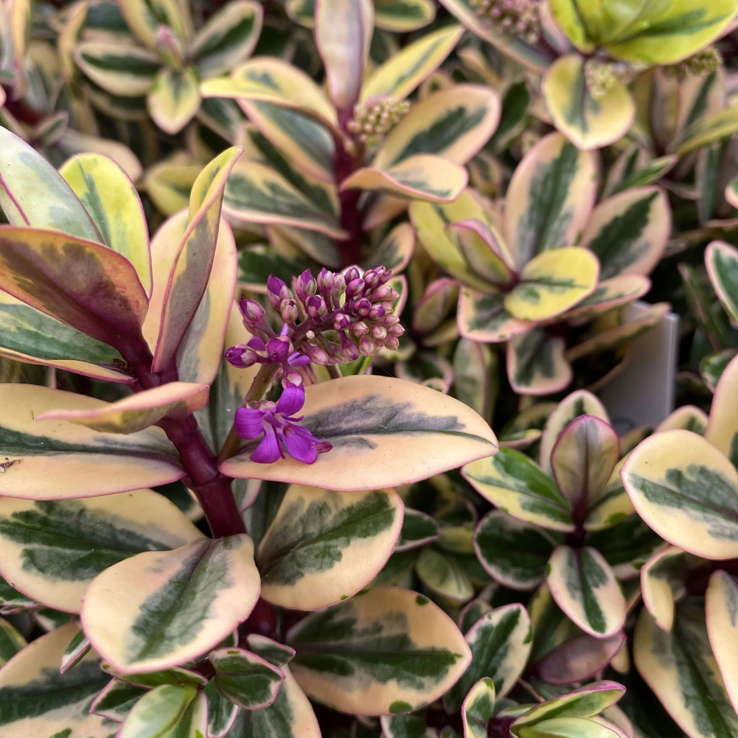 Hebe Buntlaubig, Topf-Ø 12 Cm, 3er-Set 3 Hebe Buntlaubig, Topf-Ø 12 Cm, 3er-Set