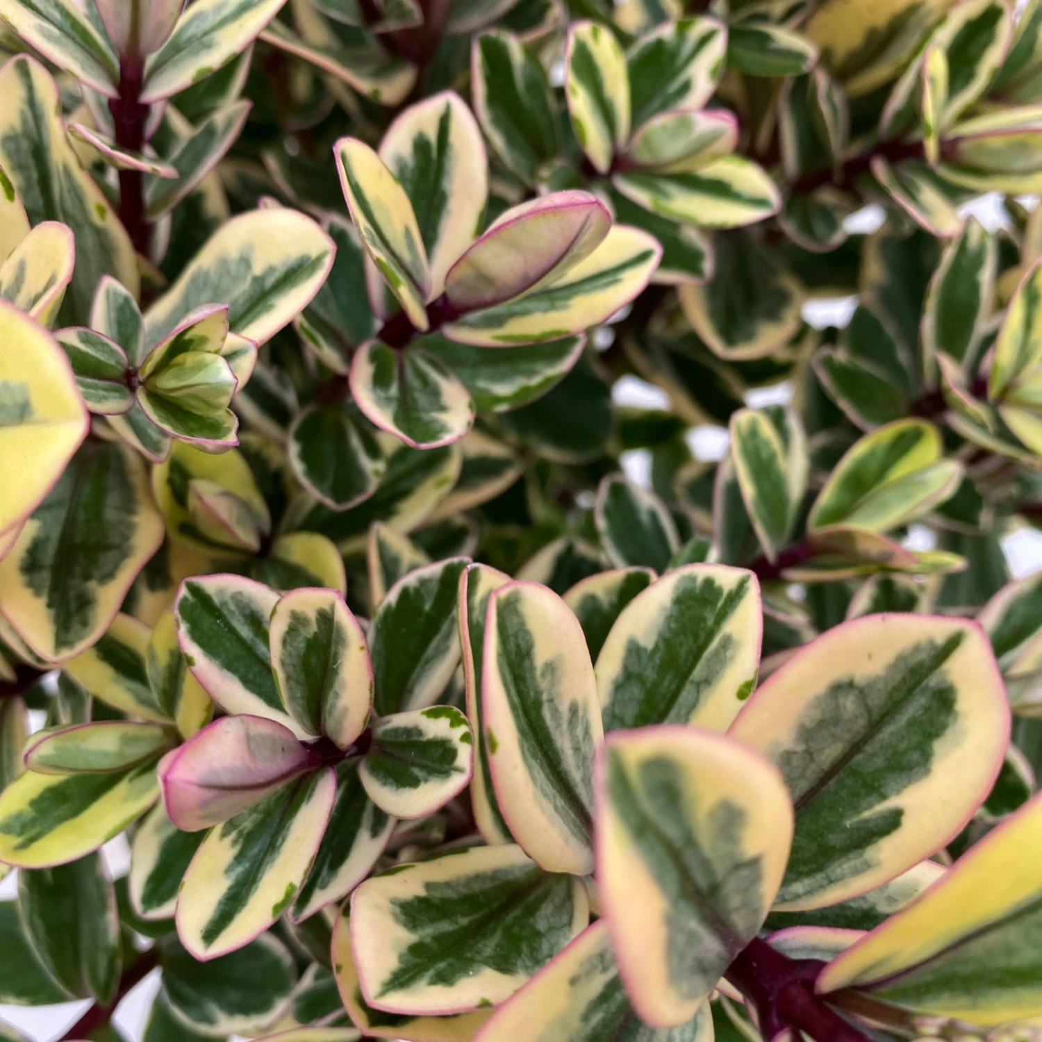 Hebe Buntlaubig, Topf-Ø 12 Cm, 3er-Set 4 Hebe Buntlaubig, Topf-Ø 12 Cm, 3er-Set – Bild 2