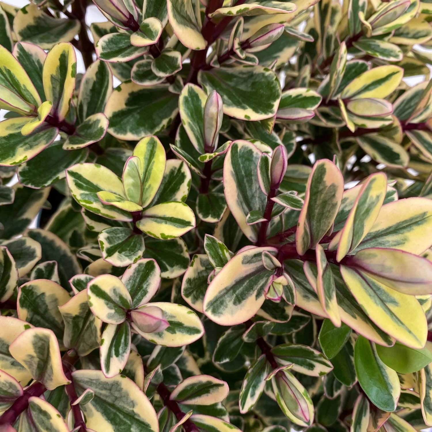 Hebe Buntlaubig, Topf-Ø 12 Cm, 3er-Set 5 Hebe Buntlaubig, Topf-Ø 12 Cm, 3er-Set – Bild 3