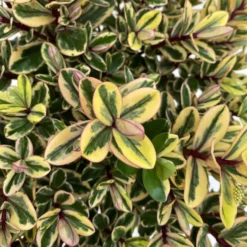 Hebe Buntlaubig, Topf-Ø 12 Cm, 3er-Set 11 Hebe Buntlaubig, Topf-Ø 12 Cm, 3er-Set -Garten Saat Verkäufe 0690190129 Koelle Hebe Tricolor T15 buntlaubig 3er Set WS 5 95906