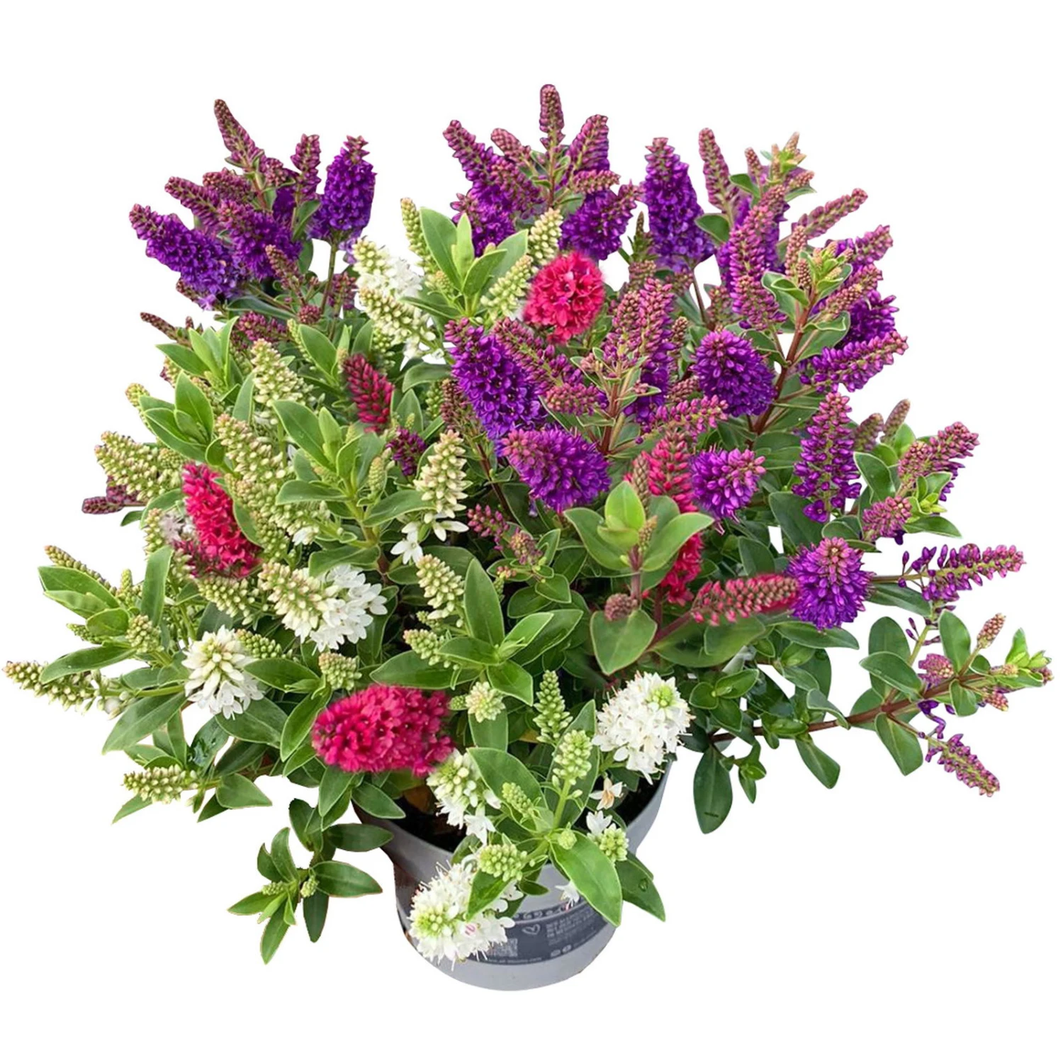 Hebe 'All Blooms®' Trio Rot-weiß-blau, Topf 17 Cm Ø 4 Hebe 'All Blooms®' Trio Rot-weiß-blau, Topf 17 Cm Ø – Bild 2