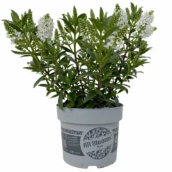 Hebe 'All Blooms®' Weiß, Topf-Ø 10,5 Cm, 6er-Set