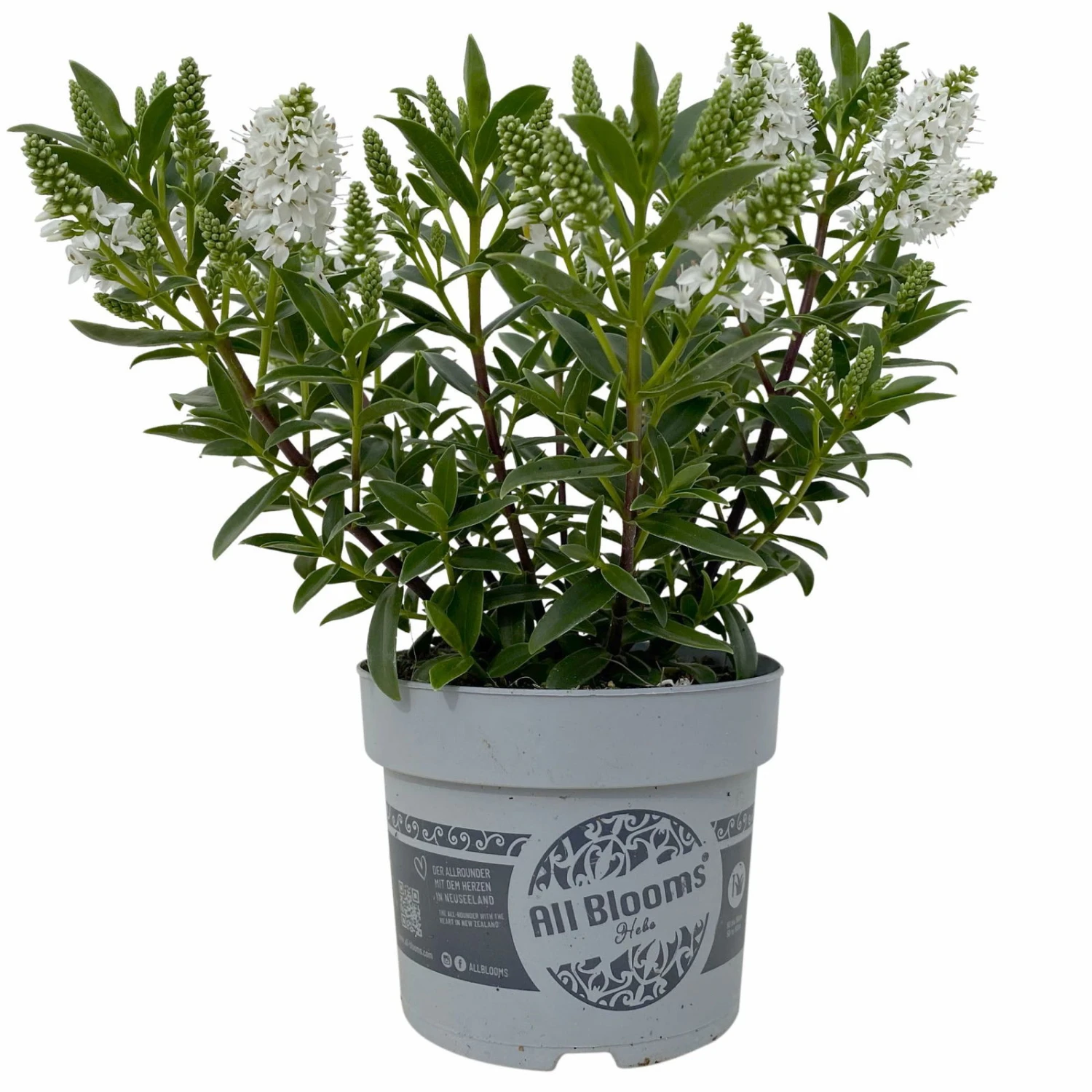 Hebe 'All Blooms®' Weiß, Topf-Ø 10,5 Cm, 6er-Set 3 Hebe 'All Blooms®' Weiß, Topf-Ø 10,5 Cm, 6er-Set