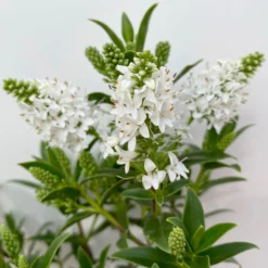 Hebe 'All Blooms®' Weiß, Topf-Ø 10,5 Cm, 6er-Set 11 Hebe 'All Blooms®' Weiß, Topf-Ø 10,5 Cm, 6er-Set -Garten Saat Verkäufe 0690190155 Hebe All Blooms weiss 6er Set 3 114006