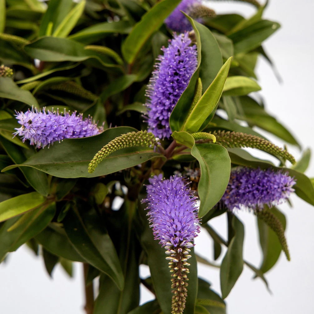 Strauchveronika Granda® Blau, Stämmchen, Topf-Ø 17 Cm, Höhe Ca. 60 Cm 5 Strauchveronika Granda® Blau, Stämmchen, Topf-Ø 17 Cm, Höhe Ca. 60 Cm – Bild 3