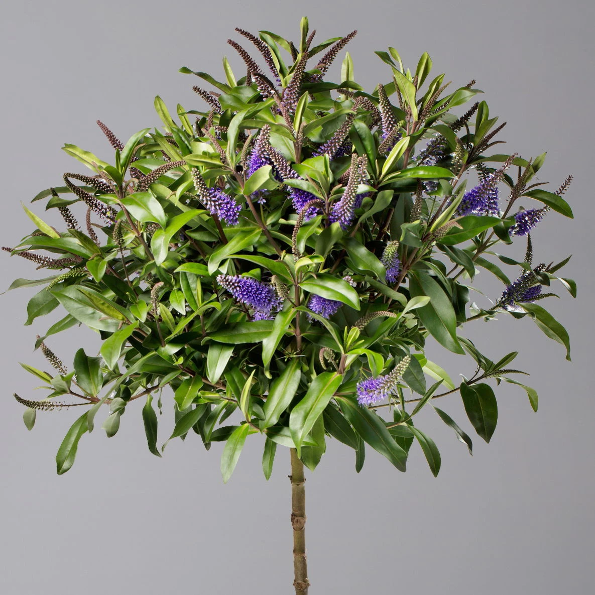 Strauchveronika Granda® Blau, Stämmchen, Topf-Ø 17 Cm, Höhe Ca. 60 Cm 4 Strauchveronika Granda® Blau, Stämmchen, Topf-Ø 17 Cm, Höhe Ca. 60 Cm – Bild 2