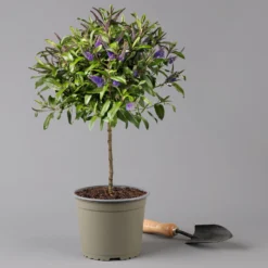 Strauchveronika Granda® Blau, Stämmchen, Topf-Ø 17 Cm, Höhe Ca. 60 Cm