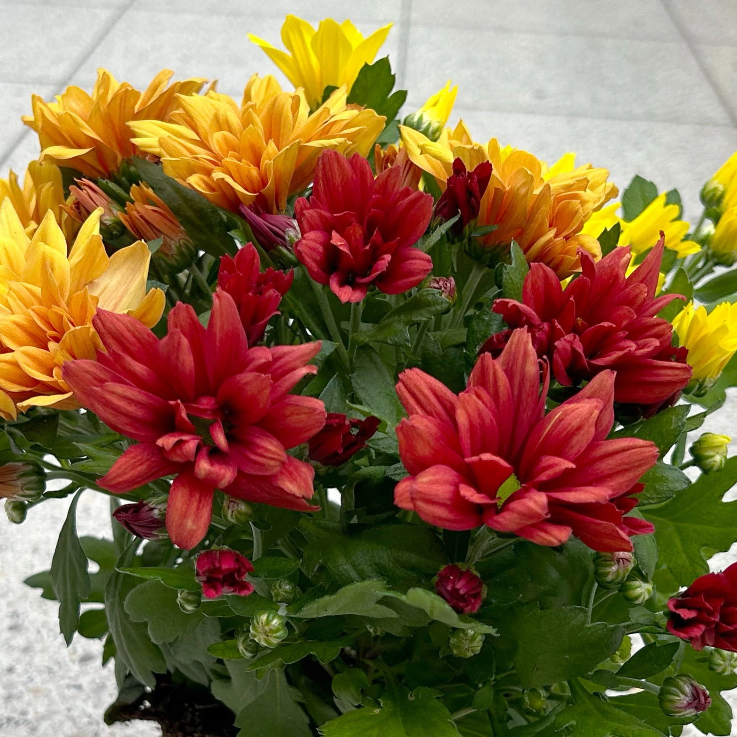 Chrysanthemen Trio 'Sunset' Orange-gelb-rot, Topf-Ø 12 Cm, 6er-Set 9 Chrysanthemen Trio 'Sunset' Orange-gelb-rot, Topf-Ø 12 Cm, 6er-Set – Bild 7