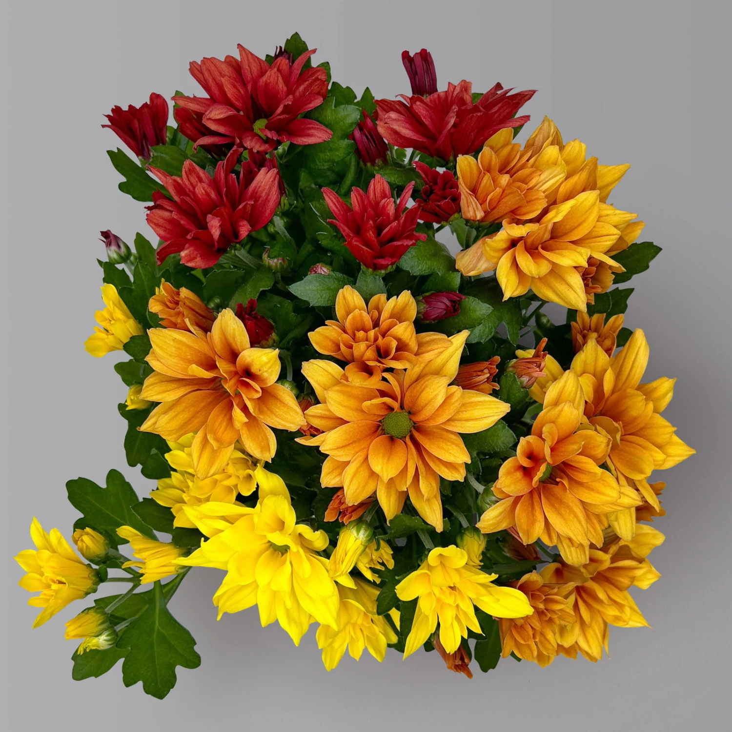 Chrysanthemen Trio 'Sunset' Orange-gelb-rot, Topf-Ø 12 Cm, 6er-Set 7 Chrysanthemen Trio 'Sunset' Orange-gelb-rot, Topf-Ø 12 Cm, 6er-Set – Bild 5