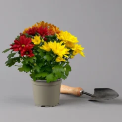 Chrysanthemen Trio 'Sunset' Orange-gelb-rot, Topf-Ø 12 Cm, 6er-Set 15 Chrysanthemen Trio 'Sunset' Orange-gelb-rot, Topf-Ø 12 Cm, 6er-Set -Garten Saat Verkäufe 0691110092 0691110102 Chrysanthemum indicum Trio T12 Sunset 6er Set 6 126801