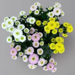 Chrysantheme Trio 'Calimero Carneval' Weiß-gelb-rosa, Gefüllt, Topf-Ø 12cm -Garten Saat Verkäufe 0691110106 Chrysanthemum indicum Trio T12 Calimero Carneval 6er Set 2 126828