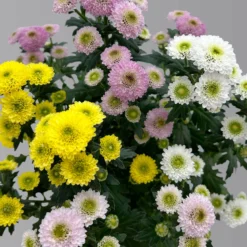 Chrysantheme Trio 'Calimero Carneval' Weiß-gelb-rosa, Gefüllt, Topf-Ø 12cm -Garten Saat Verkäufe 0691110106 Chrysanthemum indicum Trio T12 Calimero Carneval 6er Set 3 126826