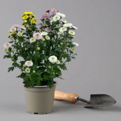 Chrysantheme Trio 'Calimero Carneval' Weiß-gelb-rosa, Gefüllt, Topf-Ø 12cm -Garten Saat Verkäufe 0691110106 Chrysanthemum indicum Trio T12 Calimero Carneval 6er Set 5 126827