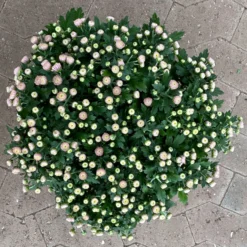 Chrysanthemen Rosa Busch, Topf-Ø 14 Cm, 4er-Set 12 Chrysanthemen Rosa Busch, Topf-Ø 14 Cm, 4er-Set -Garten Saat Verkäufe 0691140044 Chrysanthemum multiflora Busch T14 rosa 4er Set 2 126933