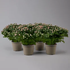Chrysanthemen Rosa Busch, Topf-Ø 14 Cm, 4er-Set