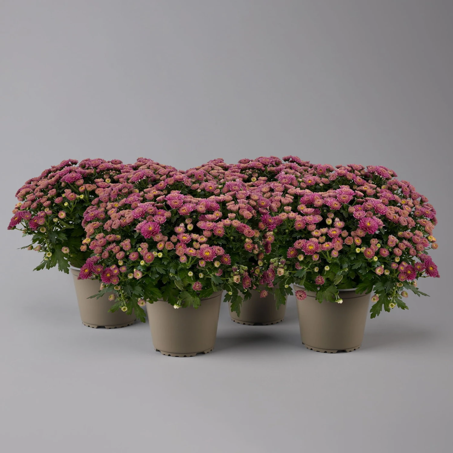 Chrysanthemen Lila, Busch, Topf-Ø 14 Cm, 4er-Set 3 Chrysanthemen Lila, Busch, Topf-Ø 14 Cm, 4er-Set