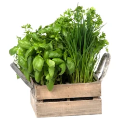 Küchenkräuterkiste Mit Saatgut & Anzuchterde 5 Küchenkräuterkiste Mit Saatgut & Anzuchterde -Garten Saat Verkäufe 0710201026 4 in einer Kiste Kuechenkraeuter 4 Tueten mit Kuechenkraeuter 2 115759