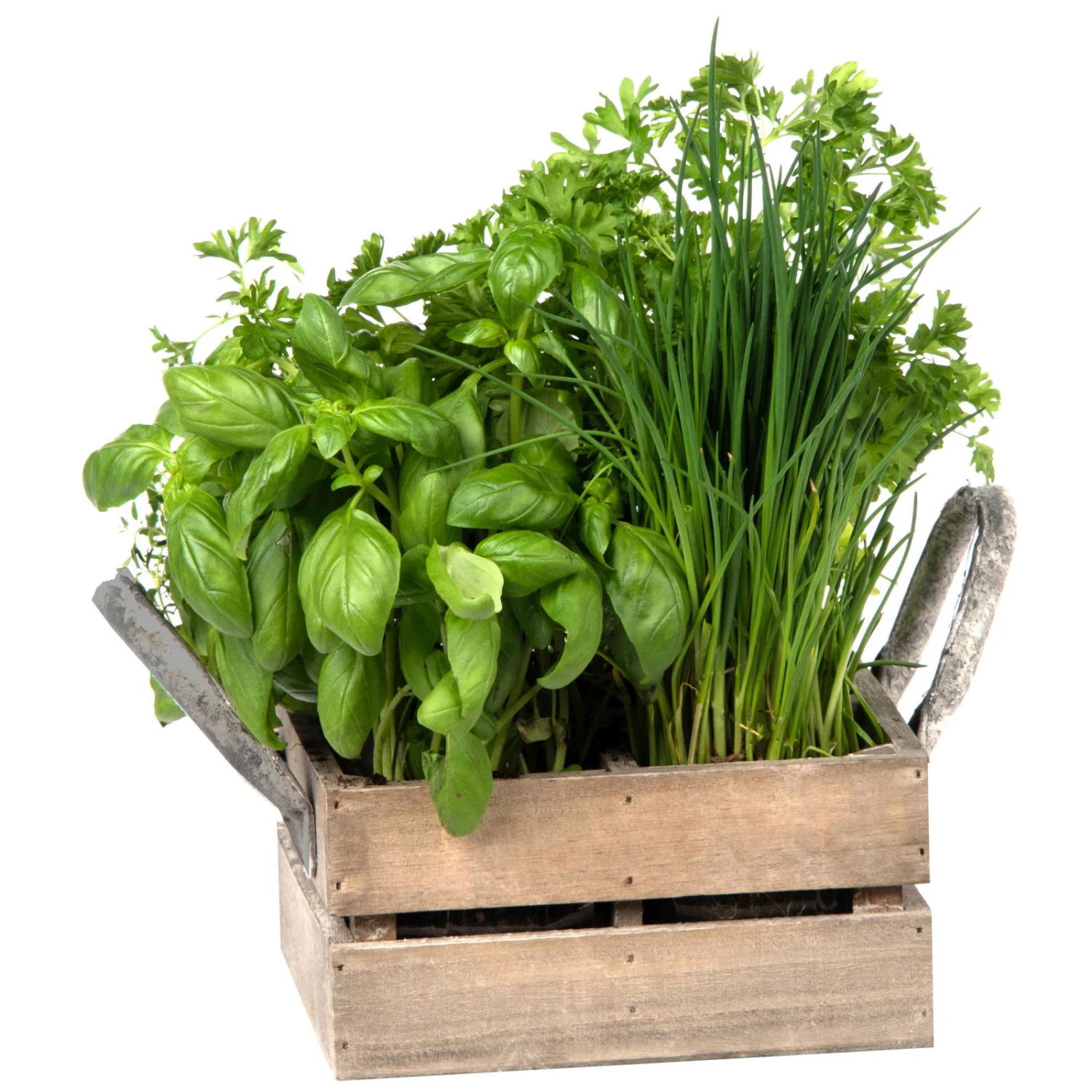 Küchenkräuterkiste Mit Saatgut & Anzuchterde 4 Küchenkräuterkiste Mit Saatgut & Anzuchterde – Bild 2