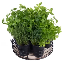 Home Collection Küchenkräuter-Tablett, 6 Eimer Mit Saatgut 5 Home Collection Küchenkräuter-Tablett, 6 Eimer Mit Saatgut -Garten Saat Verkäufe 0710201034 Home collection Kuechenkraeuter Tablett 6 schwarze Eimer mit Kraeutersamen 2 98928