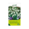Schneeglöckchen, Galanthus Woronowii, 50 Blumenzwiebeln -Garten Saat Verkäufe 0720500088 0720500089 0720500090 KB Schneegloeckchen Galanthus Woronowii weiss 115471