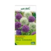 XXL Allium Mischung 'Riesenlauch Schönheiten', Weiß, Lila, 5 Blumenzwiebeln -Garten Saat Verkäufe 0720800174 KB Kollektion Riesenlauch Schoenheiten Allium Mischung XXL 1 94238