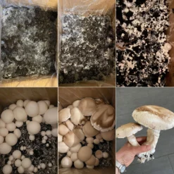 Bio Fertig-Pilzzuchtset Champignon 11 Bio Fertig-Pilzzuchtset Champignon -Garten Saat Verkäufe 0740400018 BIO Fertig Pilzzuchtset Champignon Selbstversuch 93610