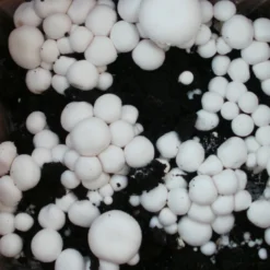 Bio Fertig-Pilzzuchtset Champignon 10 Bio Fertig-Pilzzuchtset Champignon -Garten Saat Verkäufe 0740400018 BIO Fertig Pilzzuchtset Champignon 2 32242