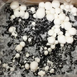 Bio Fertig-Pilzzuchtset Champignon 9 Bio Fertig-Pilzzuchtset Champignon -Garten Saat Verkäufe 0740400018 BIO Fertig Pilzzuchtset Champignon 32241